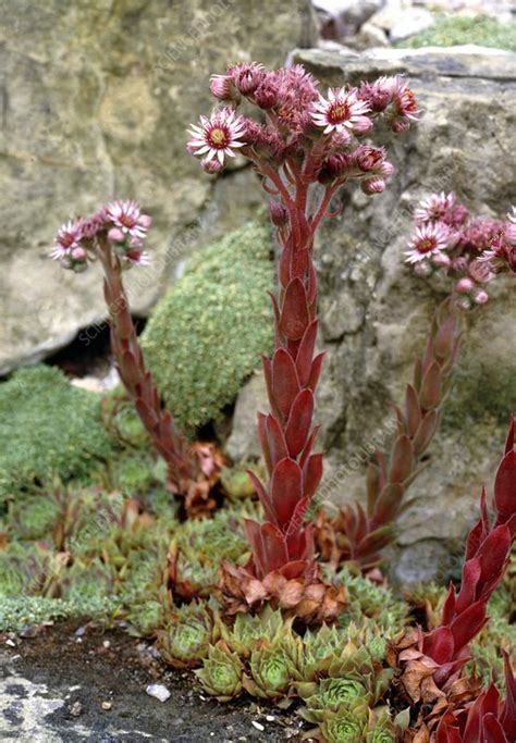 屋頂長生花|Sempervivum tectorum L. 